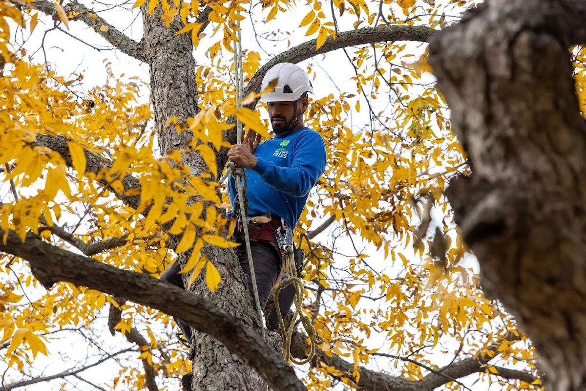 Skilled Tree Transplanting crew working in Birdsnest